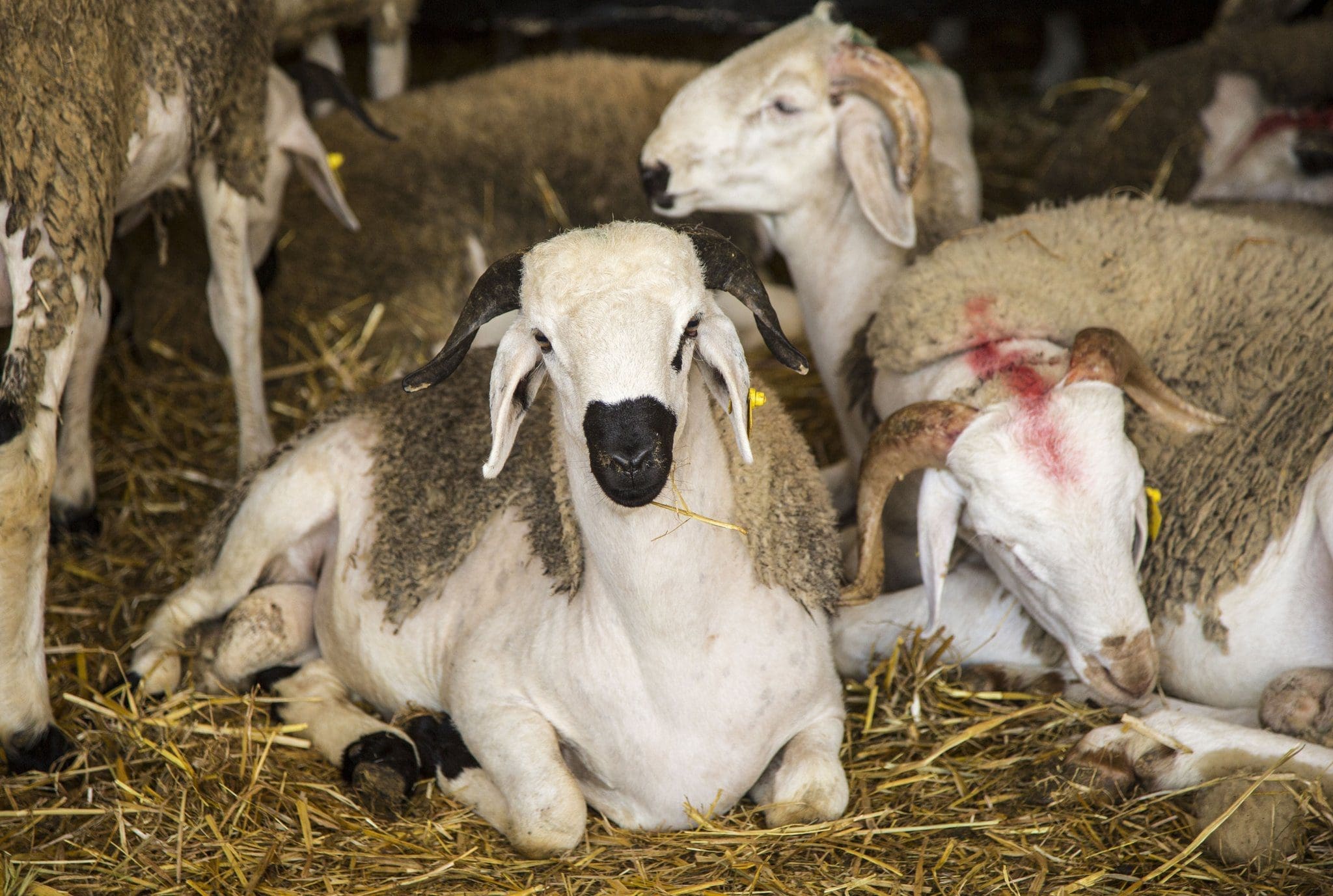 جزار بالرياض قصاب بالرياض ماهر 0508857593 زباح بالرياض