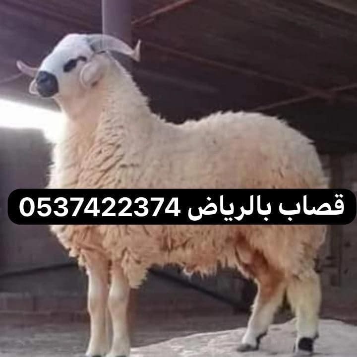 قصاب غرب الرياض ماهر 0537422374