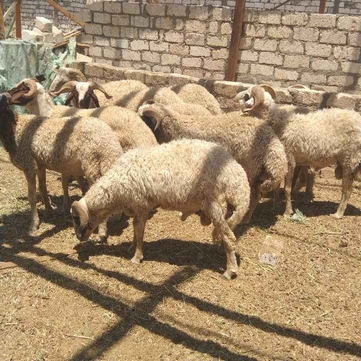 قصاب ماهر حي الياسمين 0533286100 حي الصحافه بالرياض